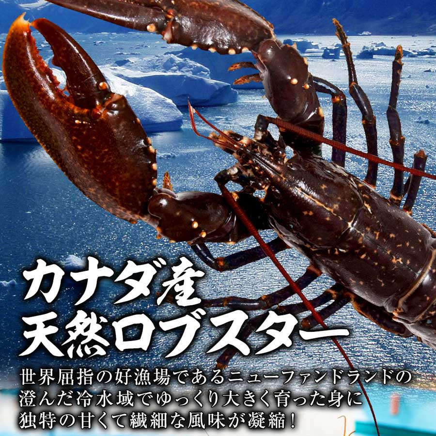 ロブスター オマール海老 ボイル 550g エビ BBQ バーベキュー 贈り物