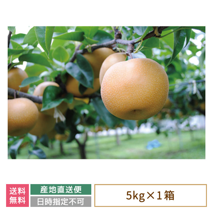 【3人シェア買いでお得】福島県産 梨 5kg  (8〜12個入) 贈答用 鏡石町 *