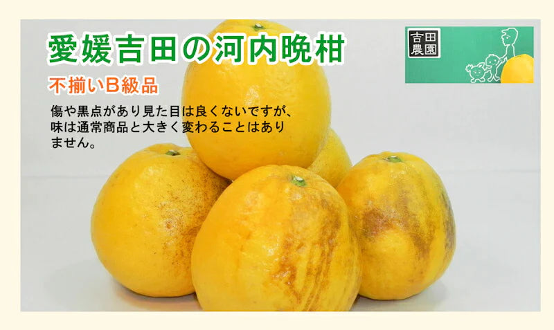 【フルーツ みかん 河内晩柑】愛媛県 愛南町 みかん果樹園 吉田農園樹上完熟栽培 吉田の河内晩柑 9kg不揃いＢ級品（傷や黒点があり）送料無料【ミカン 果実 ギフト ご自分用】