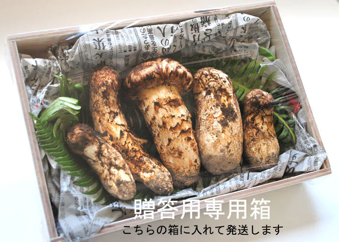 奥会津・山形産 松茸 つぼみ 贈答用 200g (3～4本) * (クール便)