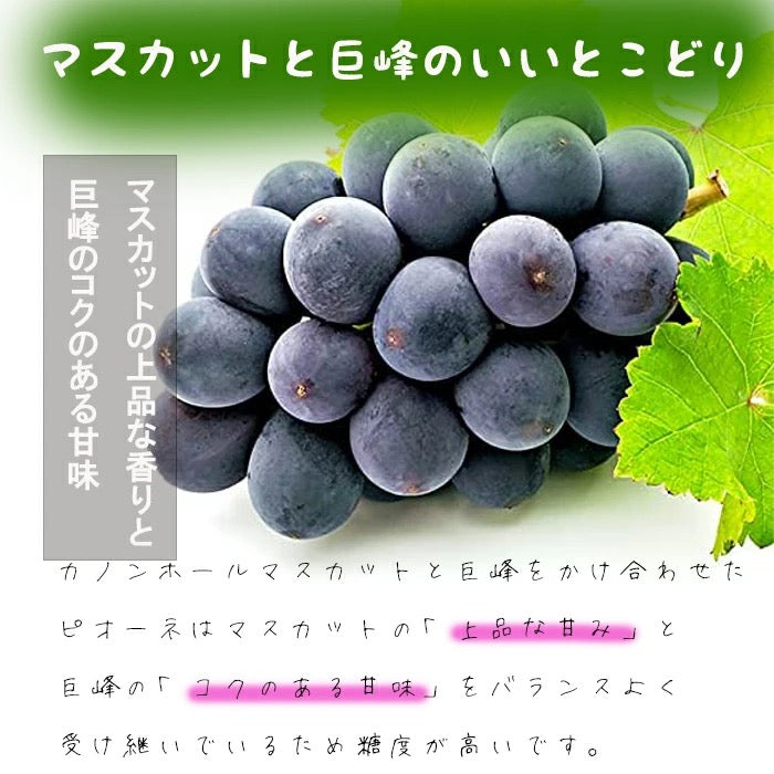 送料無料 岡山産 ピオーネ 赤秀 2房入り 800-900g ぶどう