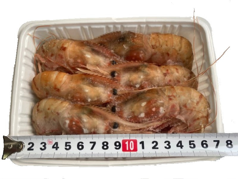 500g 10～12尾入れ ロシア産 ボタンエビ 冷凍 生食用