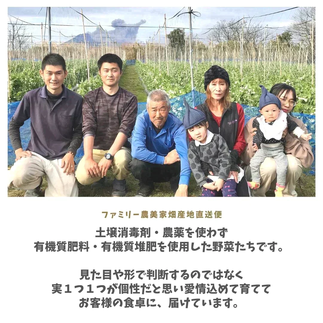【農家直送！】鹿児島産 -甘塩ジャンボインゲン-（1kg,80本前後）採れたて新鮮！ / 野菜 / いんげん / 豆 / ごま / 炒め物 / 煮物 / サラダ / 新鮮 / 農産物 / 無農薬 / 送料無料【特産品・ご当地特集】