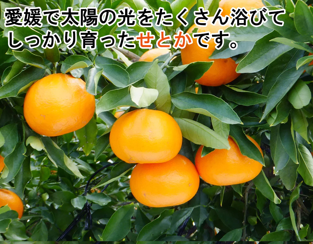 せとか みかん 5kg ミカン 蜜柑 サイズミックス 柑橘 フルーツ 果物 くだもの 箱買い 産地直送 愛媛県産 YDF-019