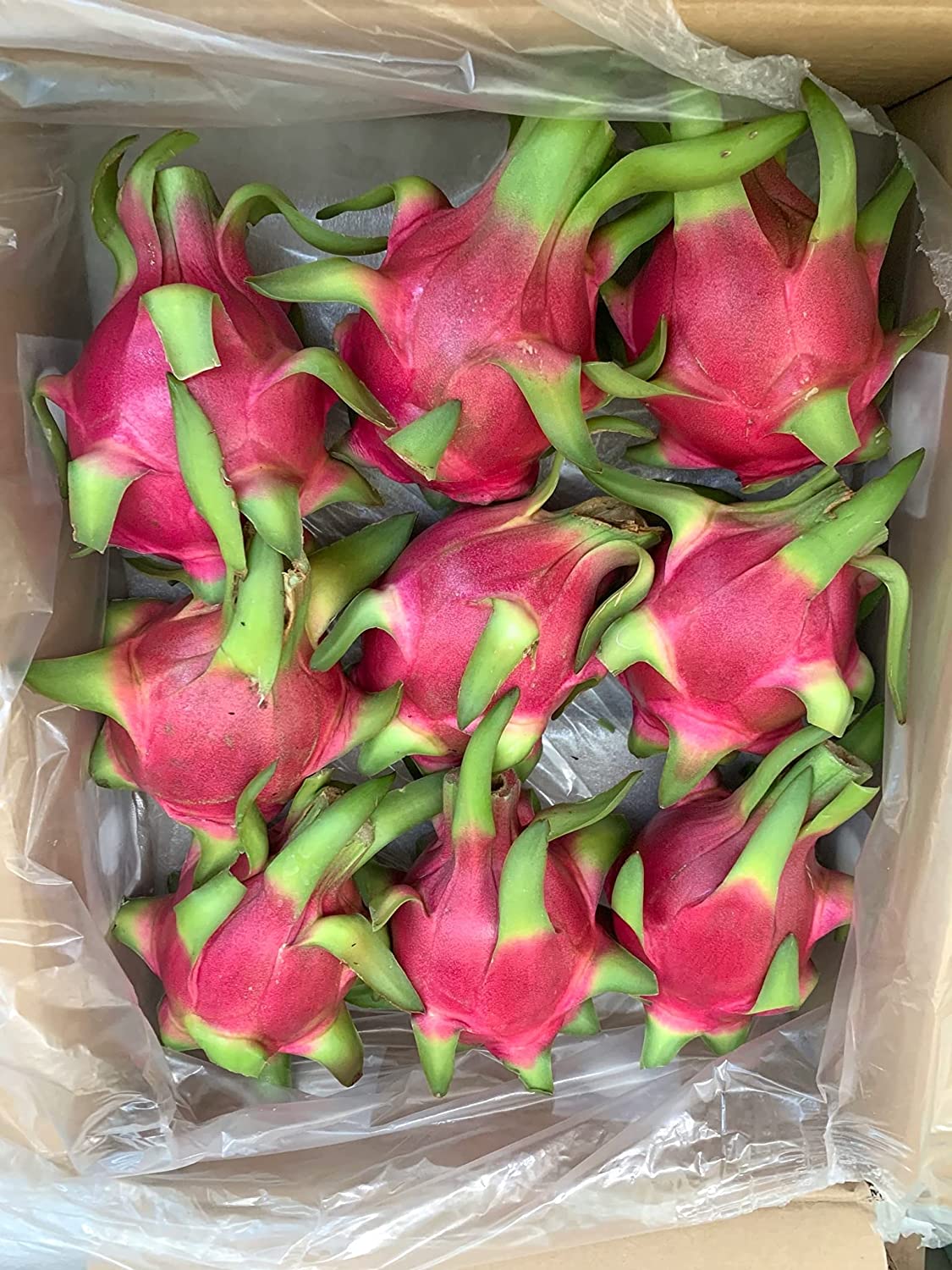 ベトナム産 ドラゴンフルーツ赤肉種 1.1-1.4Kg (2-3玉) THANH LONG RUOT DO VIETNAM 1.1-1.4Kg (2-3qua)