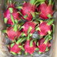 ベトナム産 ドラゴンフルーツ赤肉種 1.1-1.4Kg (2-3玉) THANH LONG RUOT DO VIETNAM 1.1-1.4Kg (2-3qua)