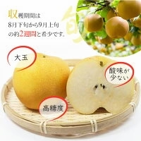 【9月上旬順次発送】送料無料 鳥取産 新甘泉 わけあり 20玉前後 約5キロ 家庭用