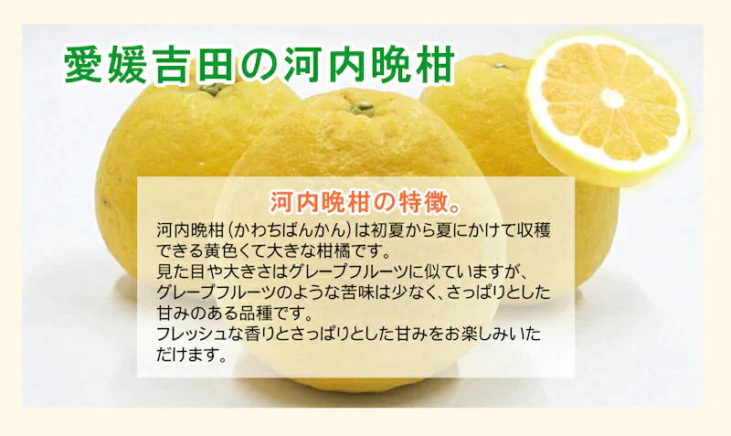 【フルーツ みかん 河内晩柑】愛媛県 愛南町 みかん果樹園 吉田農園樹上完熟栽培 吉田の河内晩柑 中玉4kg採りたてを農園から産地直送送料無料【ミカン 果実 ギフト 贈答品】