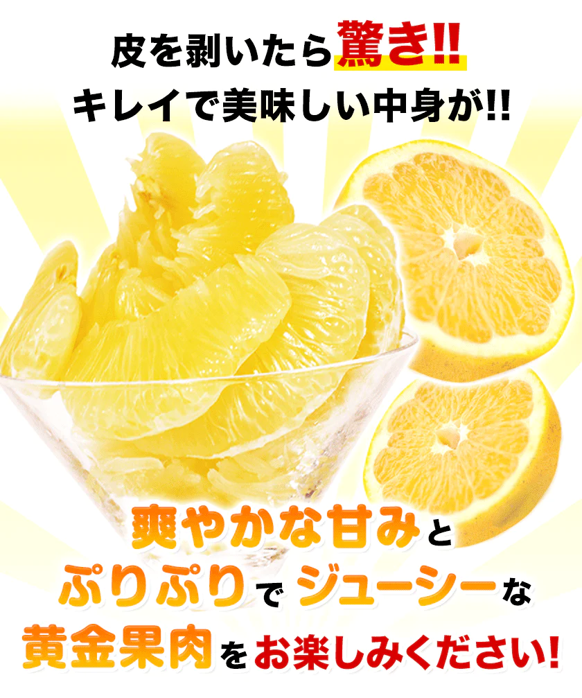 河内晩柑 1.5kg 送料無料 和製 グレープフルーツ 旬 の フルーツ 果物 みかん 別名：夏文旦 愛南ゴールド 宇和ゴールド ジューシーみかん と同品種 晩柑 熊本県産《3月中旬~4月上旬頃発送予定》