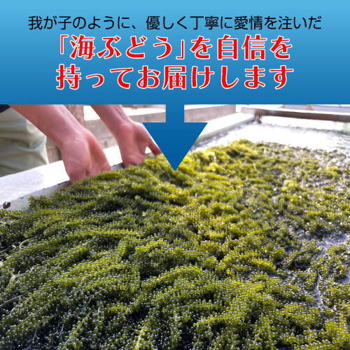 【絶品＆低カロリー！おつまみにも】沖縄産海ぶどう 100g 久米島海洋深層水漬け 海ブドウ 海葡萄  グリーンキャビア お取り寄せグルメ クビレヅタ 美容 健康 メール便送料無料
