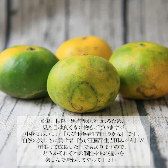 【ちび玉極 05】ちび玉 極早生 吉田みかん 5kg（多少の枝傷・葉傷・黒点等有り）（家庭用・3S～2Sサイズ込み）【愛媛県産】【送料無料】みかん 吉田みかん 極早生 ミカン 蜜柑 柑橘 フルーツ 果物