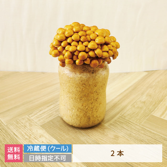 なめこ栽培キット×2　福島県産　家庭栽培・自由研究* (クール便)