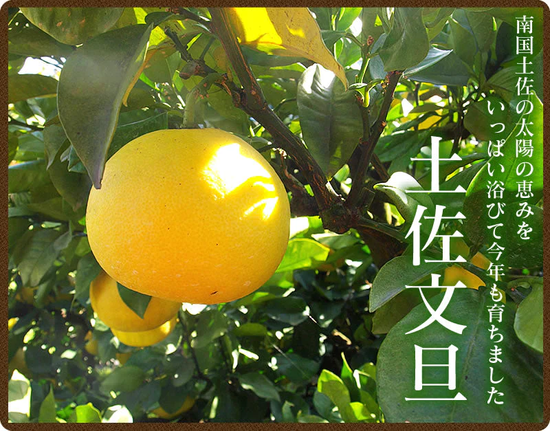 【 送料無料 】 大玉 限定 土佐 文旦 ★ 訳あり 土佐文旦（ 露地 ） 10kg サイズ(価値ある・3L／4L(大玉)限定) わけあり 訳アリ フルーツ 【ご家庭用】(北海道・沖縄は別当送料が必要です) 文旦 母の日 ギフト 花以外