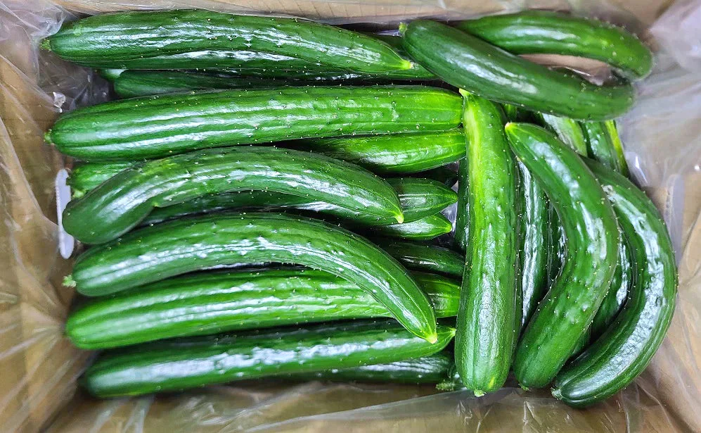C品・訳あり】きゅうり 5キロ［約30-40本前後入］ 生産者直送 岩手県