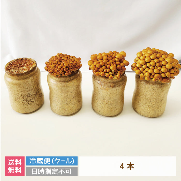 なめこ栽培キット×4　福島県産　家庭栽培・自由研究* (クール便)