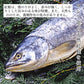 天然 甘塩 厚切 紅鮭 切り身 100g×6切 魚 鮭 さけ 1切100g厚切りで食べ応え抜群 国内加工 魚切り身 程よい うす塩仕立て 冷凍 加熱用【C配送：冷凍】
