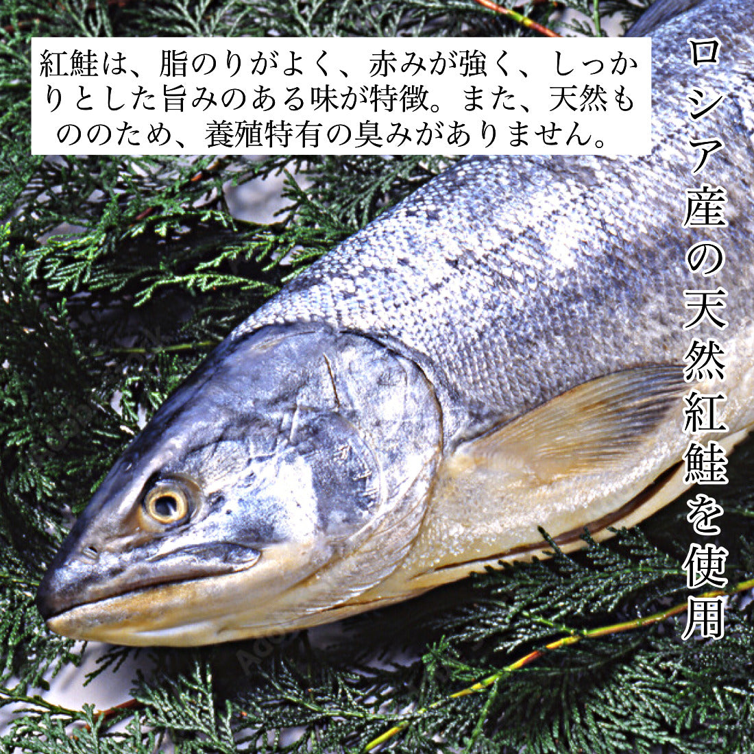 天然 甘塩 厚切 紅鮭 切り身 100g×6切 魚 鮭 さけ 1切100g厚切りで食べ応え抜群 国内加工 魚切り身 程よい うす塩仕立て 冷凍 加熱用【C配送：冷凍】