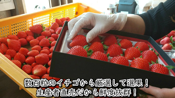 厳選 いちごギフト