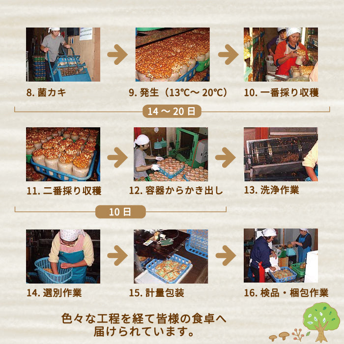 なめこ　100g×20パック入　福島県郡山産　まとめ買い　シェア買い　クール便 (クール便)