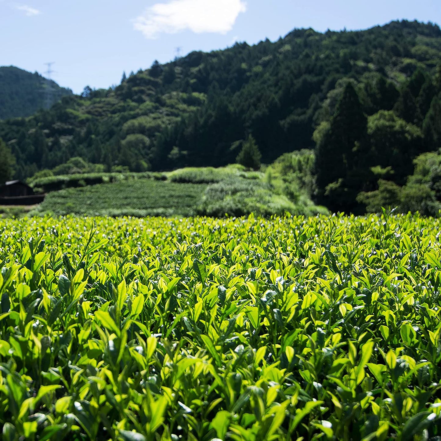 濃旨緑茶ティーバッグ 1袋5×️25個入×3袋 お茶 水出し 日本茶 緑茶 静岡 冷茶 ティーパック