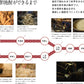 【送料無料】薩摩酒造 さつま白波原酒 37度 720ml×2本【北海道・沖縄県・東北・四国・九州地方は必ず送料がかかります】