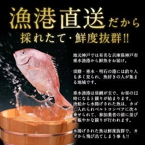 【送料無料】神戸垂水漁港より天然鮮魚を直送!!鮮魚詰め合わせセット 約4～5人前【土曜日発送】【産地直送のため他商品と同梱不可】北海道・沖縄・離島は配送不可
