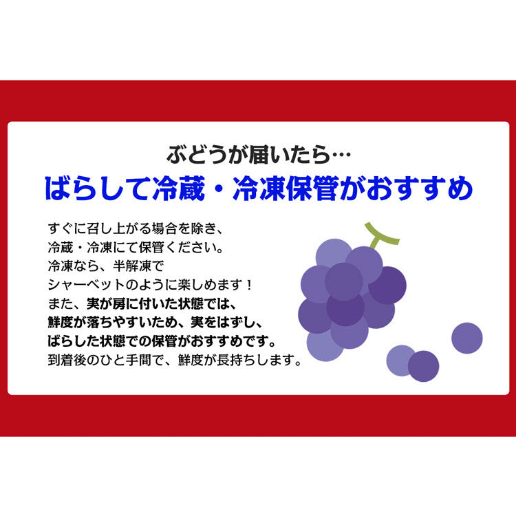 訳あり シャインマスカット 約1kg 2?3房 ご家庭用 お徳用 お買い得 ぶどう 産地厳選 贈答用 ブドウ 種無し 冷蔵便