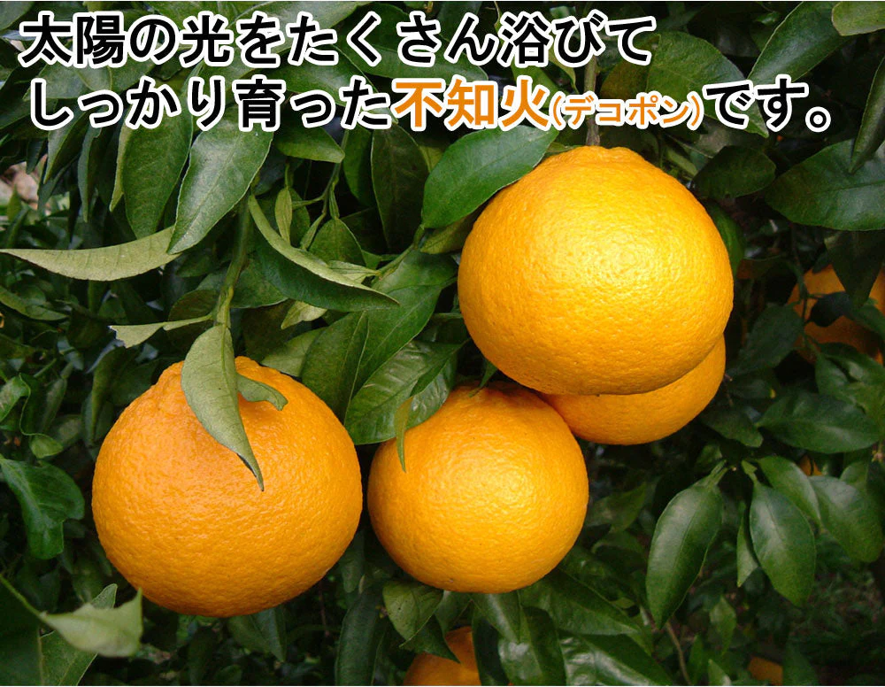 不知火 (デコポン) 訳あり 5kg 送料無料 ご家庭用 箱買い サイズミックス みかん 柑橘 フルーツ 果物 産地直送 愛媛県産  YDF-011