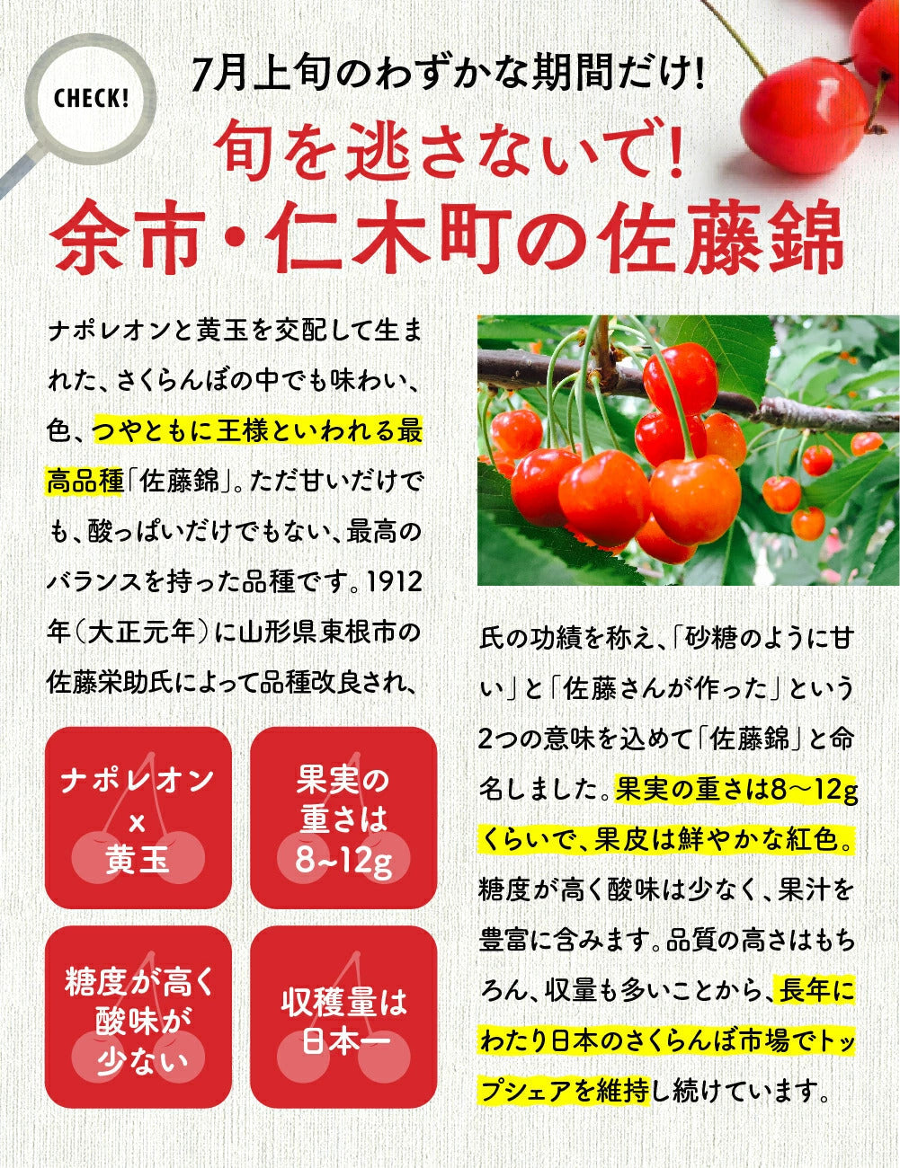 佐藤錦 さくらんぼ 北海道 仁木 余市町産 【7月上旬～中旬出荷】