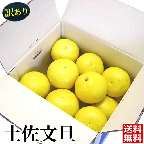 【訳あり】土佐文旦10kg