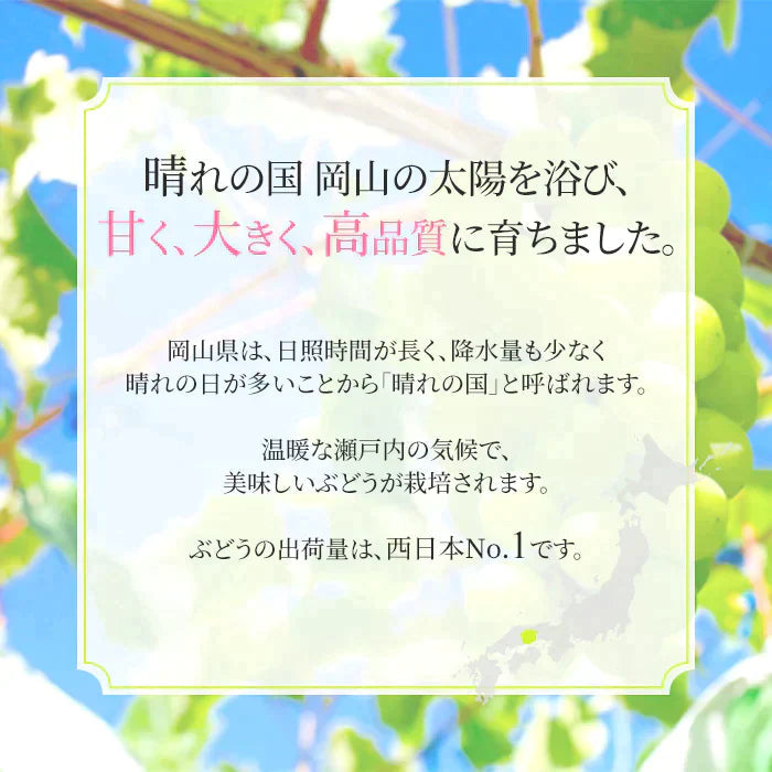 【超得ハイパーSALE】【9月上旬順次発送】送料無料 岡山産 シャインマスカット 晴王 訳あり 1房600グラム ぶどう ギフト お供え プレゼント 贈り物 お土産 シャインマスカット晴王