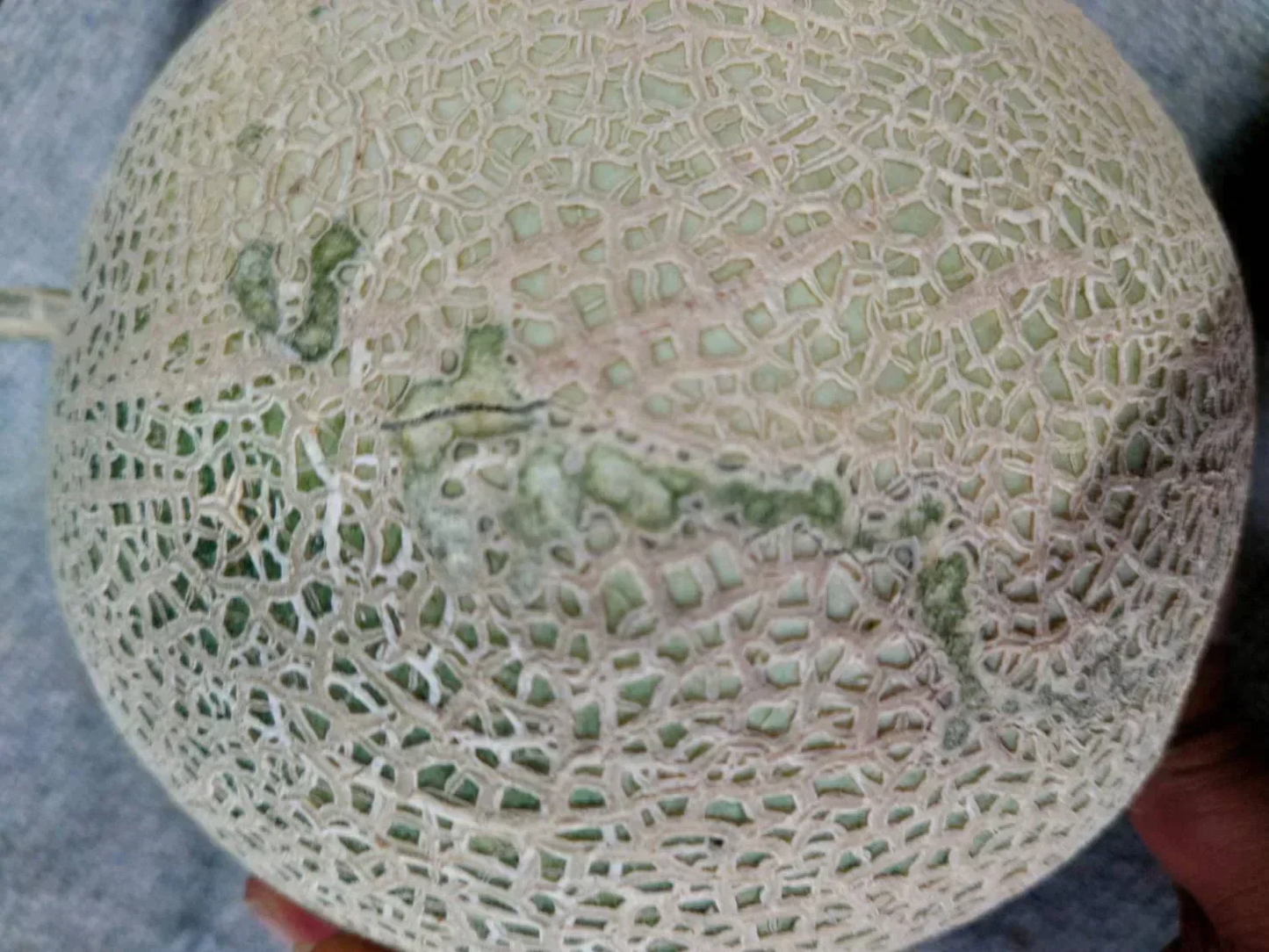 【訳あり】富良野産赤肉メロン（2玉入り／1玉1.6kg以上 中玉）【送料無料】【注文から発送まで最長3週間頂きます】