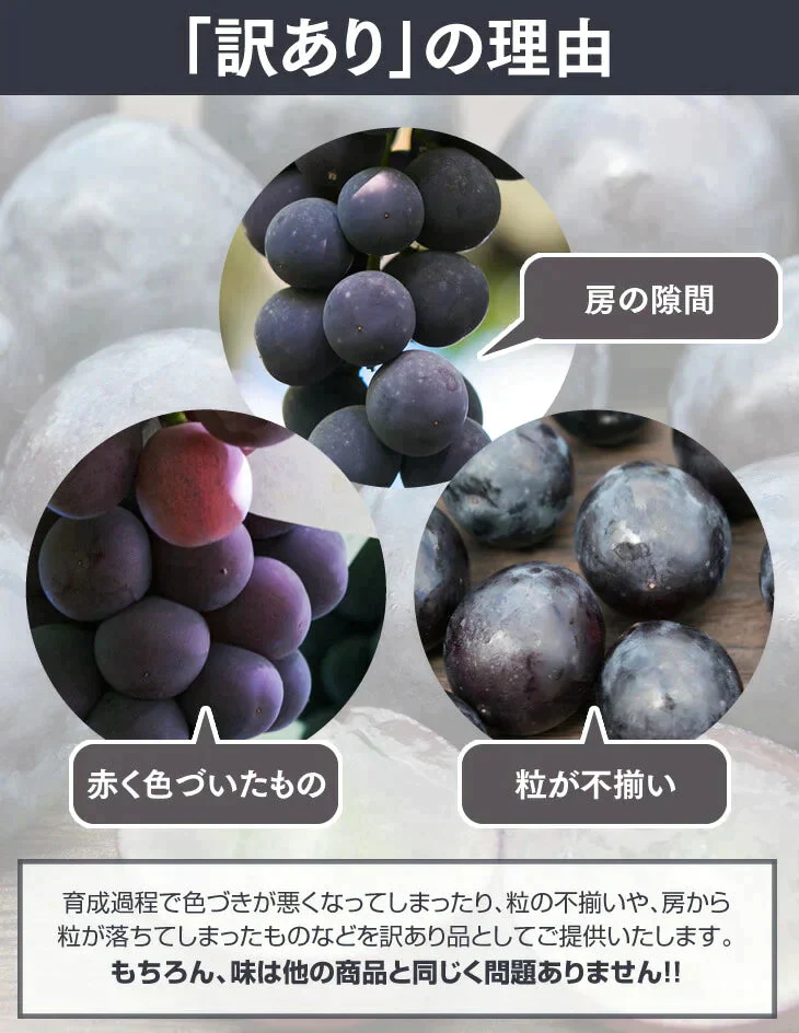訳あり ピオーネ 約2kg(房数おまかせ) ぶどう 山形県産 送料無料 gr05【ゲリラセール】