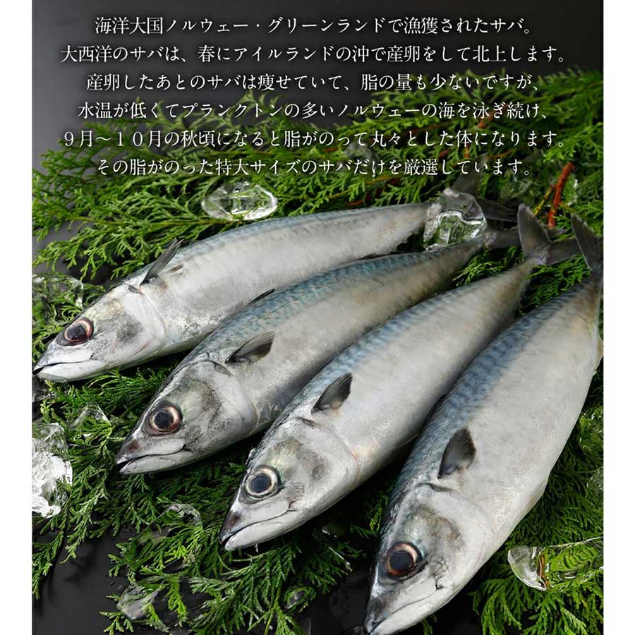さば 開き 頭付 背開き 900g 450g×2枚 EPA DHA 豊富 青魚