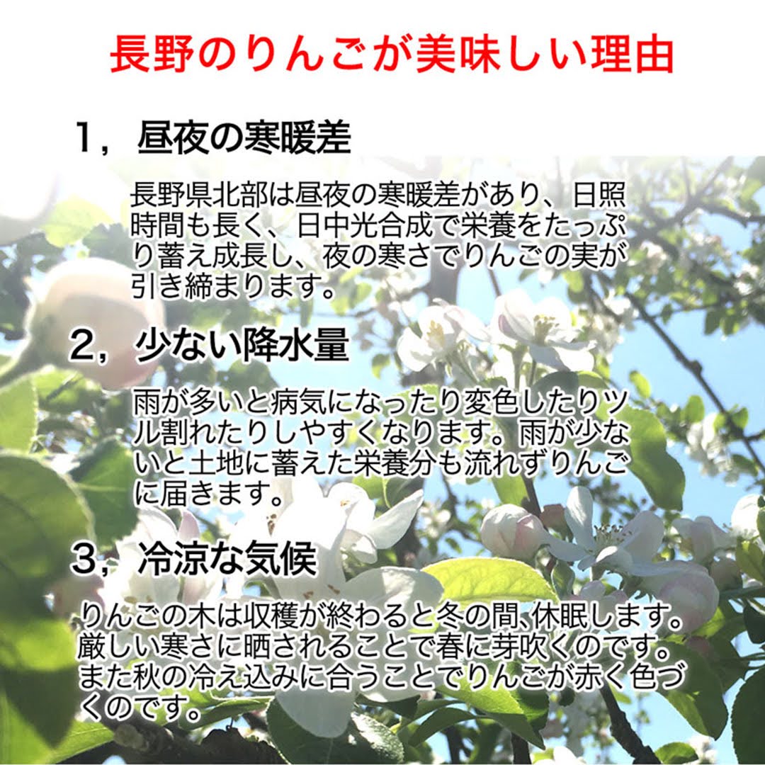 【2023年産予約開始！数量限定！】シナノゴールド 訳あり 約4.5kg(11-28玉) パリっと歯ごたえジューシー 10月下旬頃発送開始予定 #YAG0B045