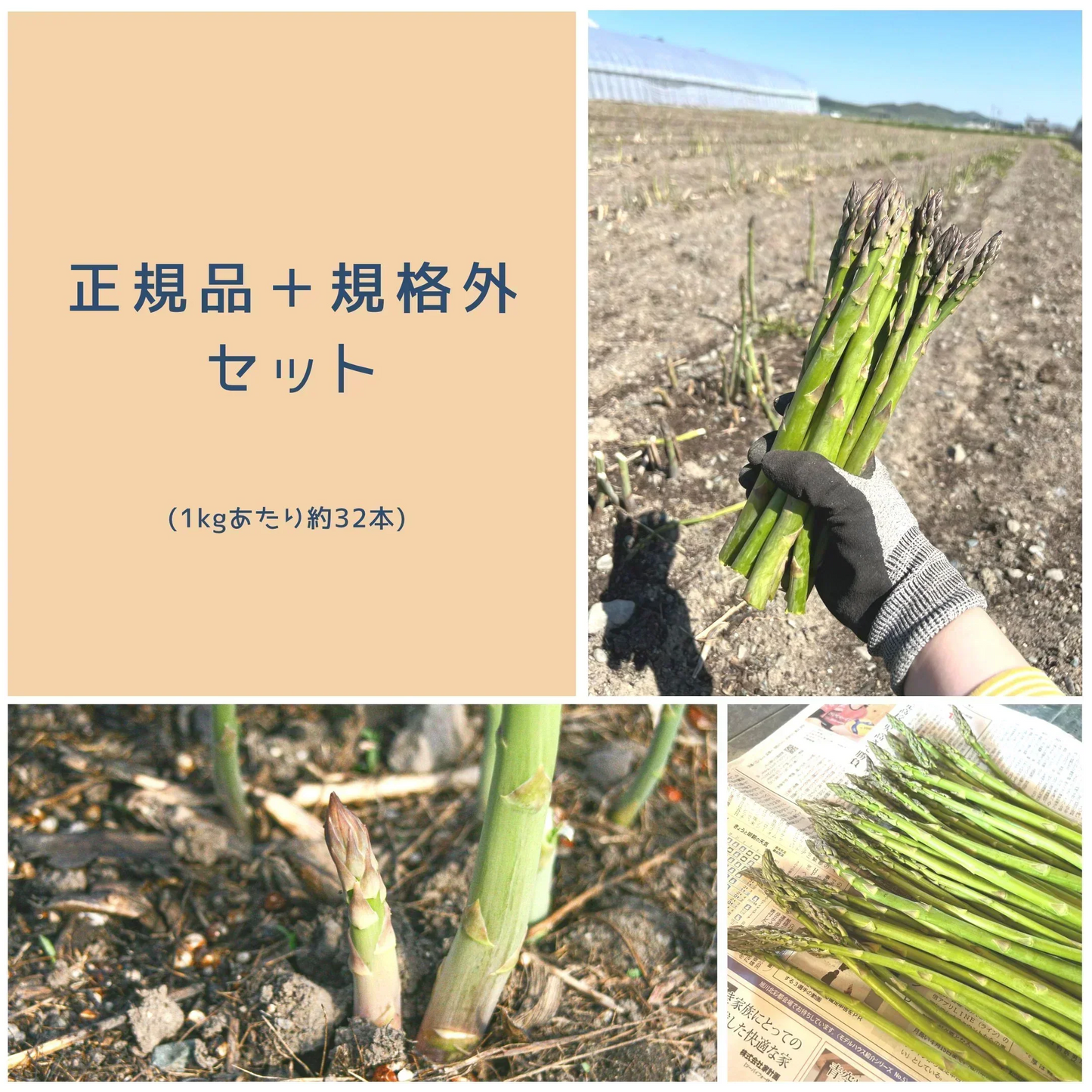 【正規品＋規格外】順次発送中 山本農園　富良野産グリーンアスパラ ハウス栽培 正規品800g＋規格外200g= 1kg 野菜 / 産地直送 / おかず / 炒め物 / 訳あり / ワケあり / 北海道 / 【特産品・ご当地特集】