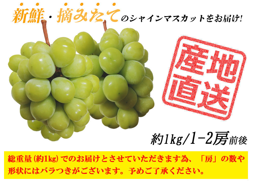 【予約販売 8月1日より順次出荷】シャインマスカット 1kg 1-2房前後 送料無料 ぶどう ブドウ 葡萄 フルーツ くだもの 果物 産地直送 鹿児島県産 ngs-001