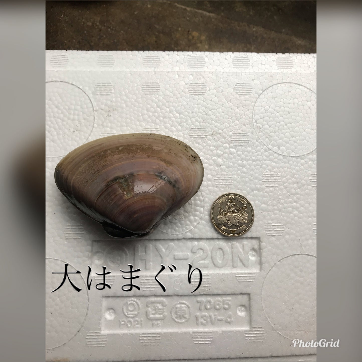 九十九里産 天然活大はまぐり 2kg