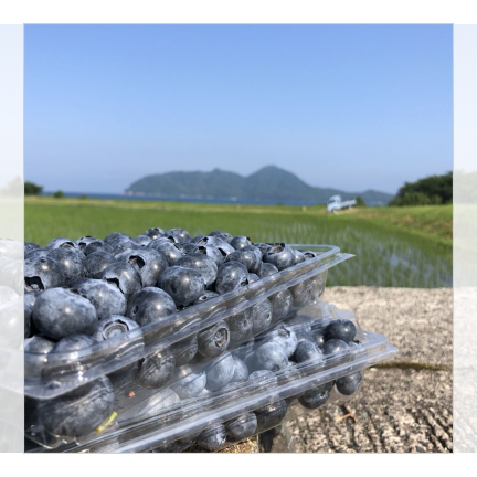 野菜の駅一周年お客様感謝祭　栽培期間中無農薬で育てた天橋立ブルーベリー【梅】