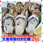【50人シェア買い企画】「生食用 殻付き 牡蠣 ２ｋｇ」生食用（14~35粒）【一部条件付き要説明確認】牡蠣 殻付き  宮城県産 加熱出荷時増量で３ｋｇ【現在は生食出荷中】 送料無料  【80】