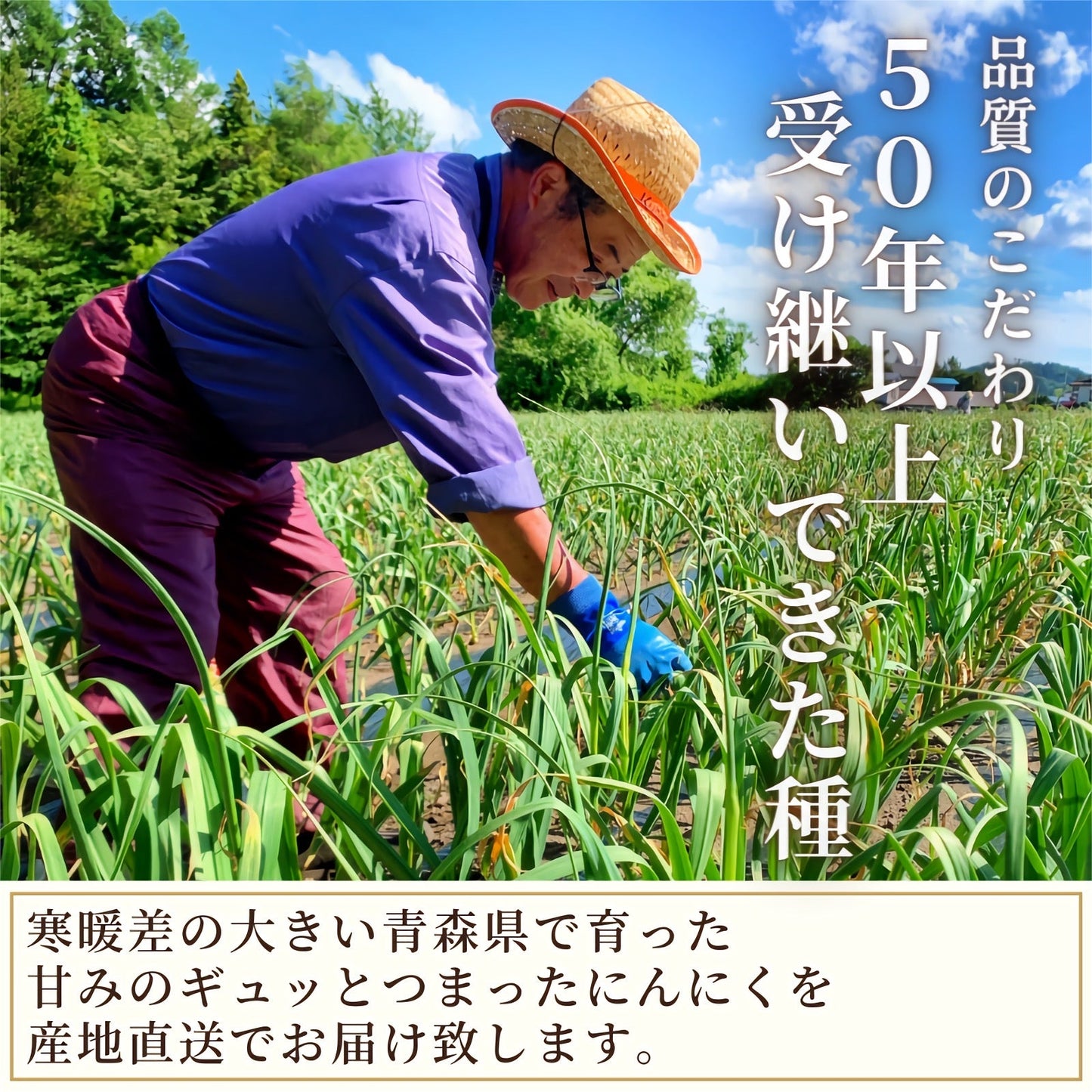 【Mサイズ】乾燥にんにく 青森県田子町産 福地ホワイト六片 約1kg Ｂ品 2022年産 産地直送 送料無料 野菜 香味野菜 健康