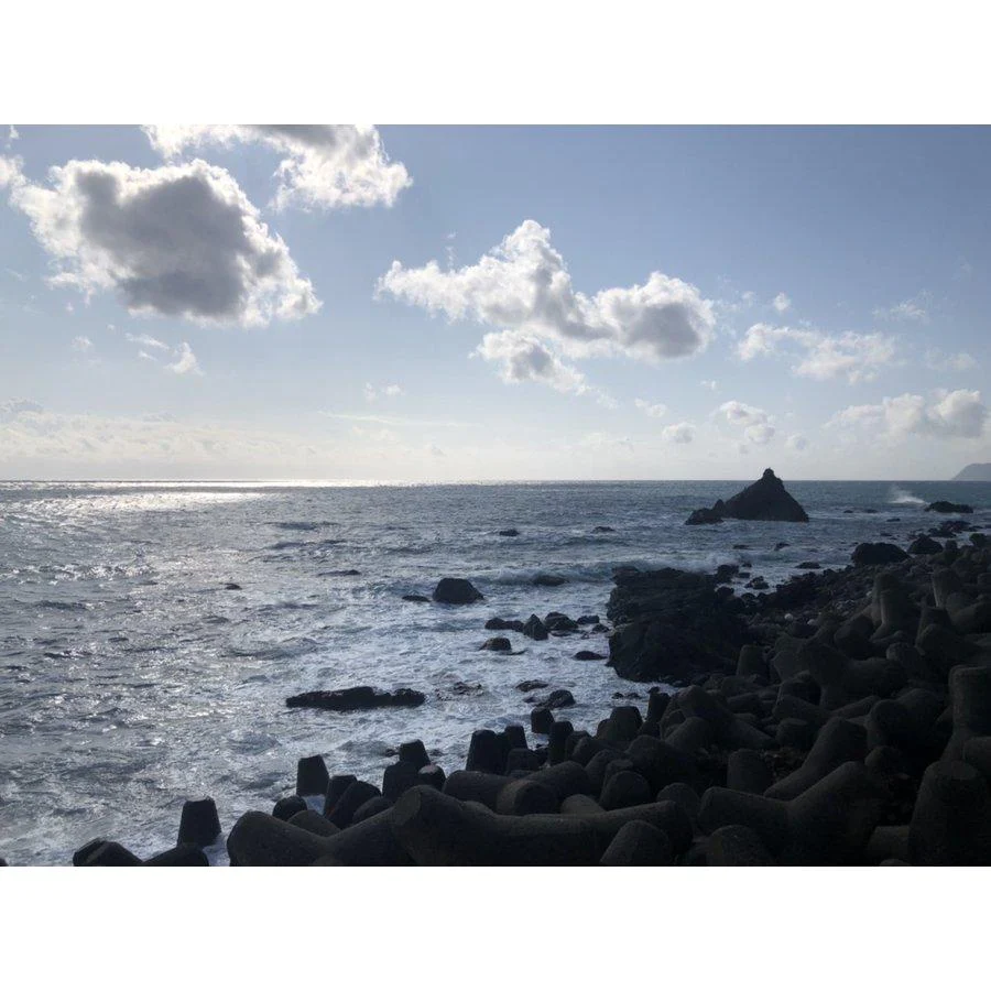 北海道 知内漁港水揚げ サクラマス