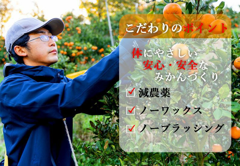 訳あり春かんきつお楽しみ箱5kg(3～4種類の春かんきつ詰め合せ)【家計お助けSALE】