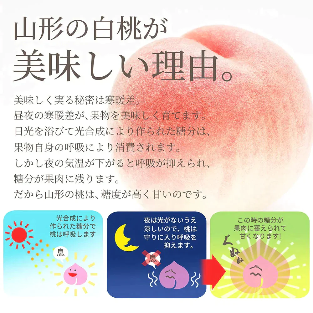 【8月上旬発送】 訳あり 山形 白桃 ２ｋｇ（６～１０玉前後）クール便 ！ちょっと訳あり桃 固い桃 柔らかい桃 を時期に応じてお届け 硬い桃 【品種指定不可】桃 送料無料 果物 フルーツ【エコ得SALE】