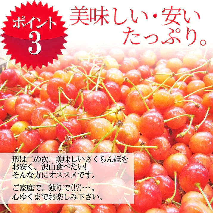 【6月下旬発送】 さくらんぼ 1kg お徳用 佐藤錦 or 紅秀峰 他 山形県産 バラ詰めお一人様2箱まで 家庭用 数量限定 産地直送 訳あり サイズ混合 送料無料 ※遠方へは別途送料がかかります 品種の指定はできません 果物 大特価【エコ得SALE】