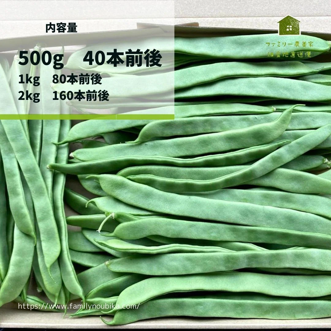 【農家直送！】鹿児島産 -甘塩ジャンボインゲン-（500g,40本前後）採れたて新鮮！ 送料無料 / 野菜 / いんげん / 豆 / ごま / 炒め物 / 煮物 / サラダ / 新鮮 / 農産物 / 無農薬 /【特産品・ご当地特集】