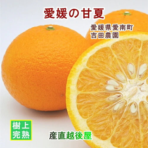 【フルーツ みかん 甘夏】愛媛県 愛南町 みかん果樹園 吉田農園樹上完熟栽培 吉田の甘夏 10kg 通常品採りたてを農園から産地直送送料無料【ミカン 果実 ギフト 贈答品】