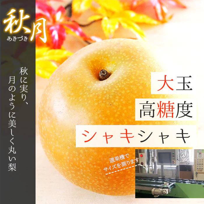 【9月上旬順次発送】送料無料 熊本産 赤秀 あきづき 2.5キロ 6-10玉入り