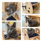 ねこぞく 木製 キャット ツインタワー XYY-1