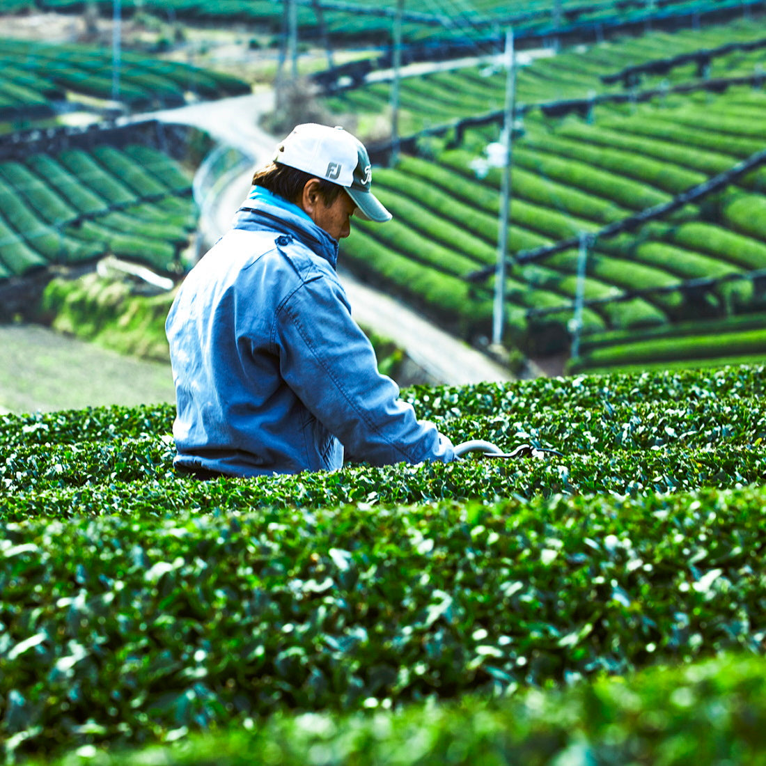 ２袋セット 宇治茶 有機 一番茶 限定茶園で生産された有機緑茶の一番茶のみを使用